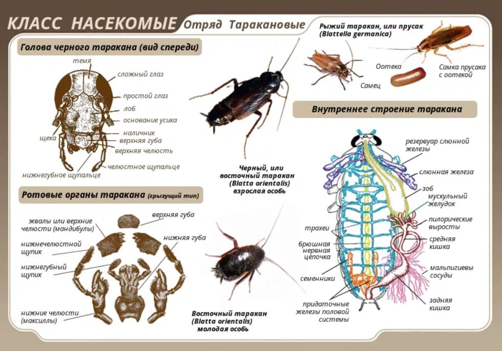 Системы класса насекомых. Внутреннее строение черного таракана. Внешнее строение таракана. Отряд Таракановые строение. Внутренне строение черного таракана.